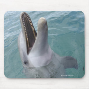 Portret van Common Bottlenose Dolphin, Caribisch g Muismat