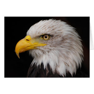 Portret van de adelaar