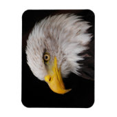 Portret van de adelaar magneet (Verticaal)