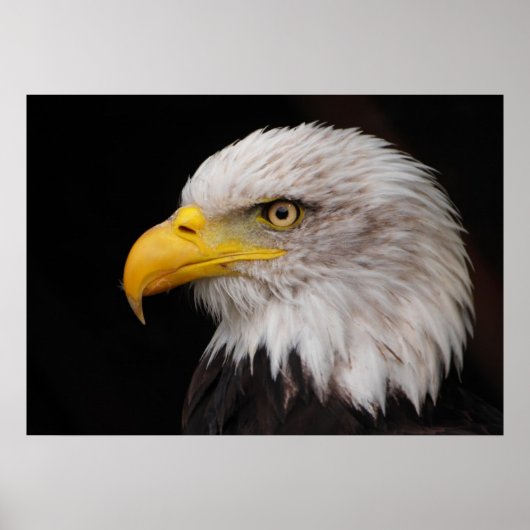 Portret van de adelaar poster (Voorkant)