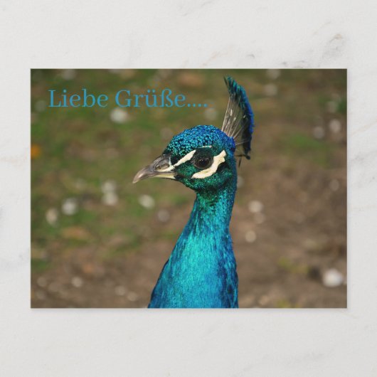 Portret van de blauwe pauw briefkaart (Voorkant)