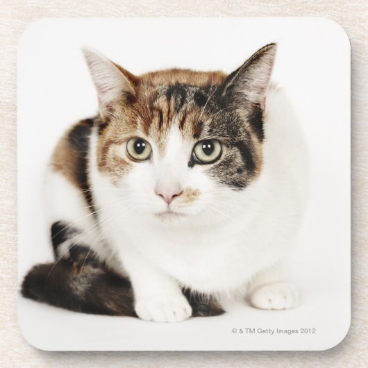 Portret van de Calico-kat Bier Onderzetter (Voorkant)