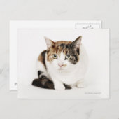 Portret van de Calico-kat Briefkaart (Voorkant / Achterkant)