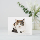 Portret van de Calico-kat Briefkaart (Staand voorkant)