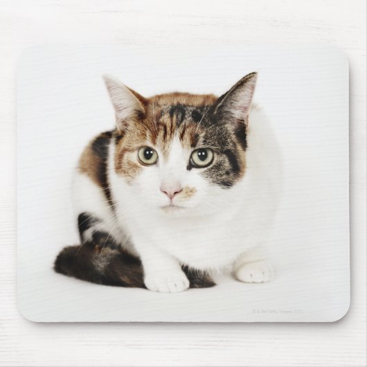 Portret van de Calico-kat Muismat (Voorkant)