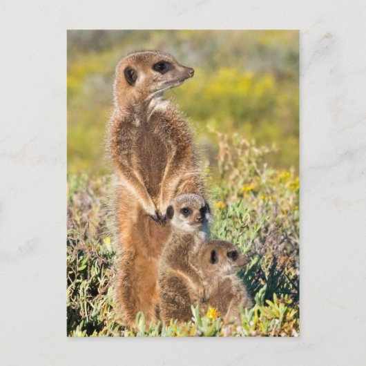 Portret van de familie Meerkat Briefkaart (Voorkant)