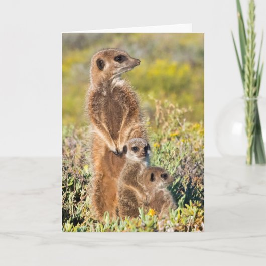 Portret van de familie Meerkat Kaart (Voorkant)