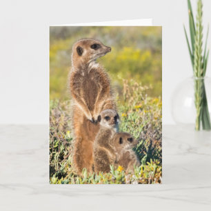 Portret van de familie Meerkat Kaart