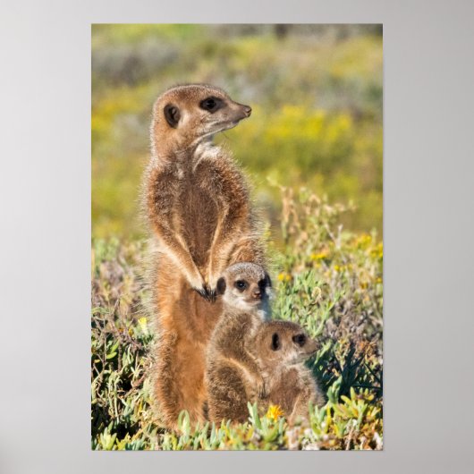 Portret van de familie Meerkat Poster (Voorkant)
