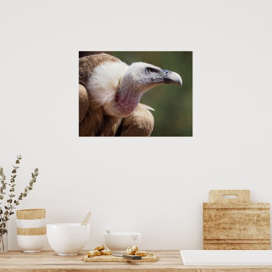 Portret van de gier poster (Keuken)