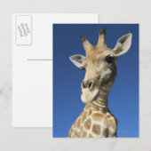 Portret van de Giraffe (Giraffa Camelopardalis) 2 Briefkaart (Voorkant / Achterkant)