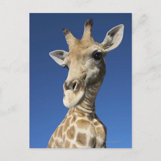 Portret van de Giraffe (Giraffa Camelopardalis) 2 Briefkaart (Voorkant)