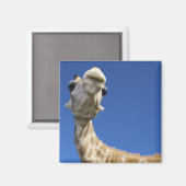 Portret van de Giraffe (Giraffa Camelopardalis) Magneet (Voorkant / Achterkant)