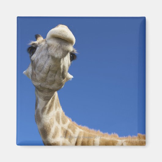 Portret van de Giraffe (Giraffa Camelopardalis) Magneet (Voorkant)