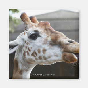 Portret van de Giraffe (Giraffa camelopardalis) Magneet