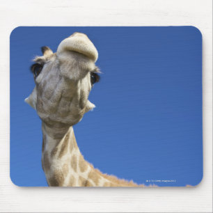 Portret van de Giraffe (Giraffa Camelopardalis) Muismat