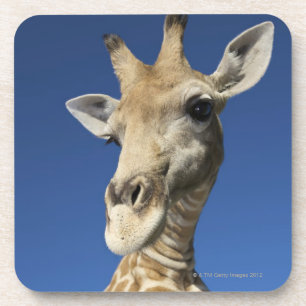 Portret van de Giraffe (Giraffa Camelopardalis) Onderzetter