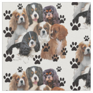 Portret van de groep Cavalier Spaniels Stof