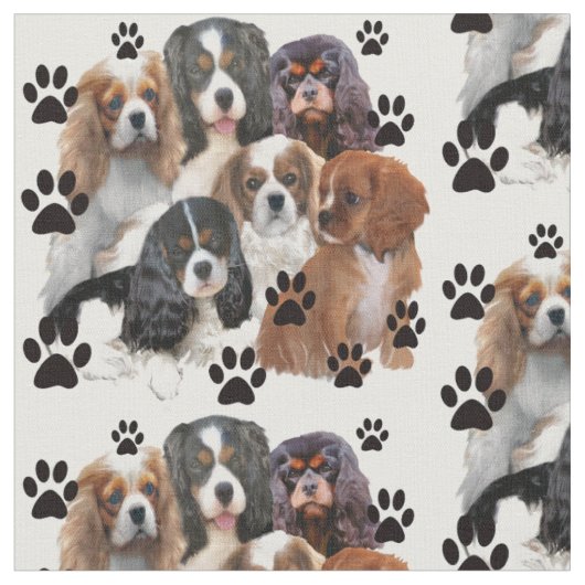 Portret van de groep Cavalier Spaniels Stof (Close Up)