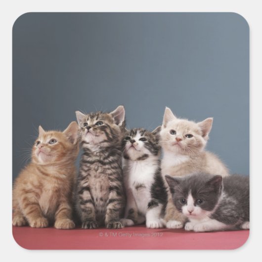 Portret van de groep kittens vierkante sticker (Voorkant)
