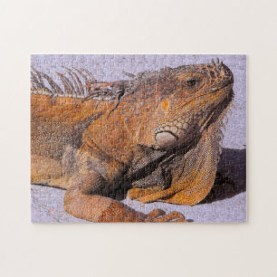Portret van de Iguana Legpuzzel