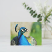 Portret van de Indische peafowl Briefkaart (Staand voorkant)