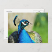 Portret van de Indische peafowl Briefkaart (Voorkant / Achterkant)
