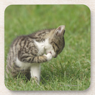 Portret van de kat drankjes onderzetter