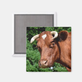 Portret van de koe in Frankrijk Magneet (Voorkant / Achterkant)