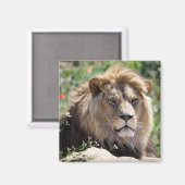 Portret van de leeuw van voren gezien magneet (Voorkant / Achterkant)
