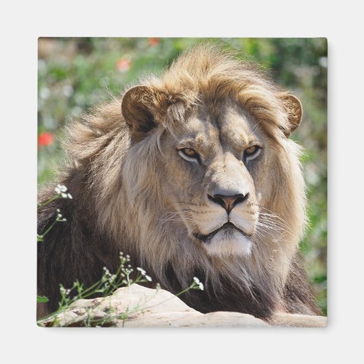 Portret van de leeuw van voren gezien magneet (Voorkant)