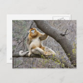 Portret van de mannetjesaap Golden in boom Briefkaart (Voorkant / Achterkant)