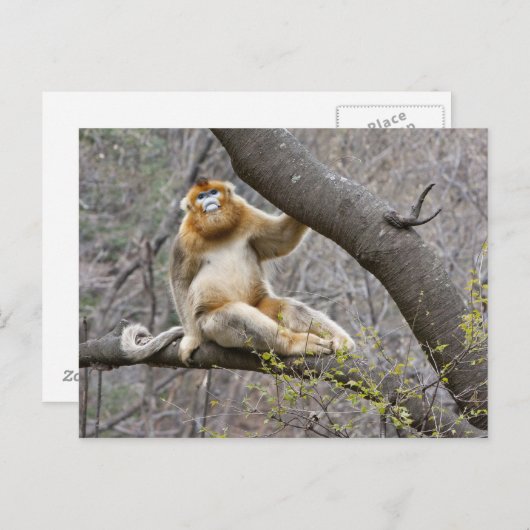 Portret van de mannetjesaap Golden in boom Briefkaart (Voorkant / Achterkant)