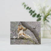 Portret van de mannetjesaap Golden in boom Briefkaart (Staand voorkant)