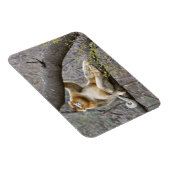 Portret van de mannetjesaap Golden in boom Magneet (Rechterzijde)