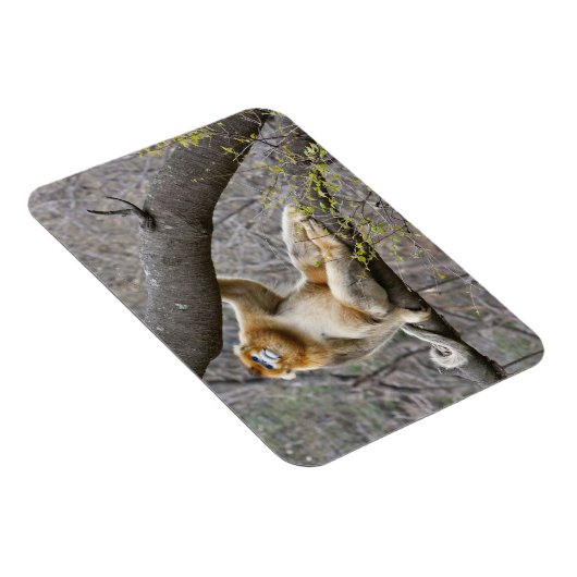 Portret van de mannetjesaap Golden in boom Magneet (Rechterzijde)