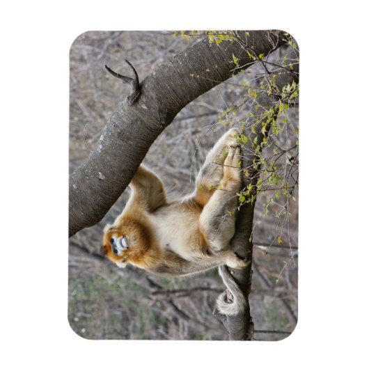 Portret van de mannetjesaap Golden in boom Magneet (Verticaal)