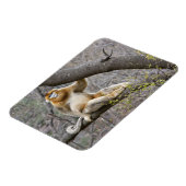 Portret van de mannetjesaap Golden in boom Magneet (Linkerzijde)