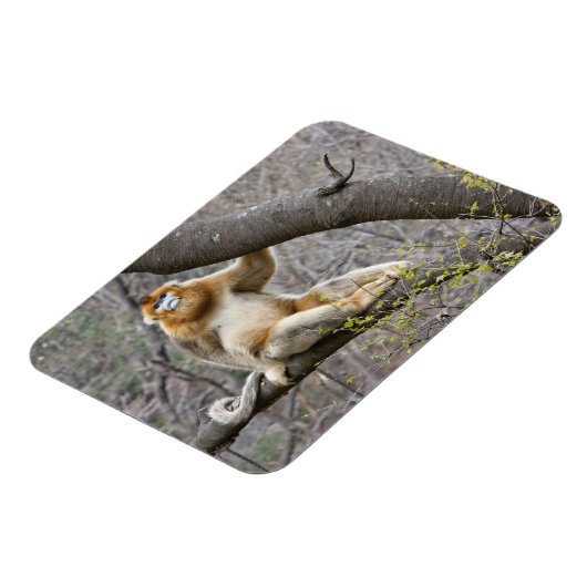 Portret van de mannetjesaap Golden in boom Magneet (Linkerzijde)