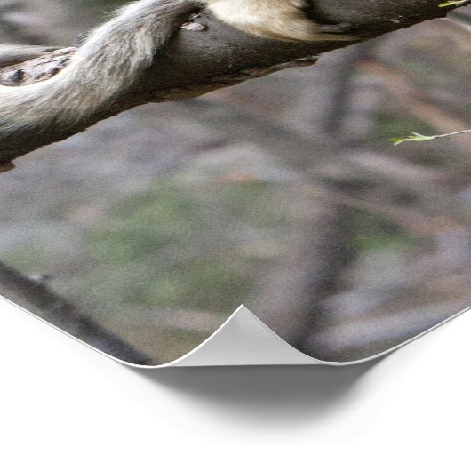 Portret van de mannetjesaap Golden in boom Poster (Hoek)