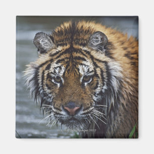 Portret van de Nat Siberische tijger Magneet