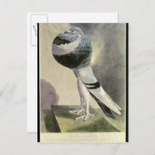Portret van de Pouter Pigeon Briefkaart (Voorkant / Achterkant)