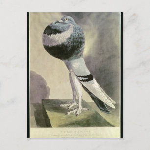Portret van de Pouter Pigeon Briefkaart
