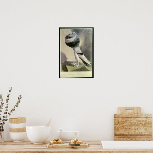 Portret van de Pouter Pigeon Poster (Keuken)