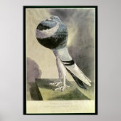 Portret van de Pouter Pigeon Poster (Voorkant)