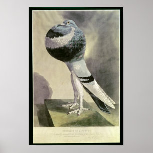 Portret van de Pouter Pigeon Poster