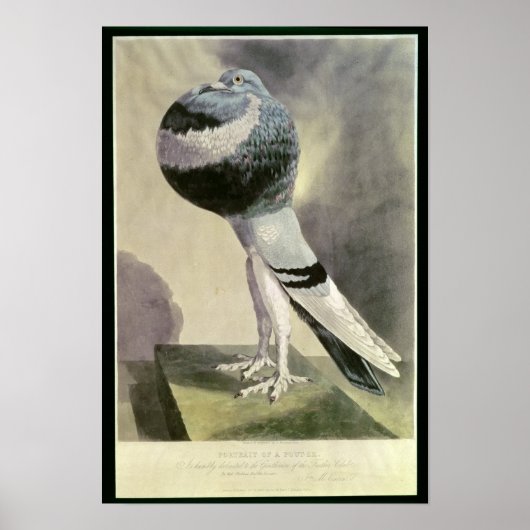 Portret van de Pouter Pigeon Poster (Voorkant)