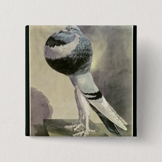 Portret van de Pouter Pigeon Vierkante Button 5,1 Cm (Voorkant)