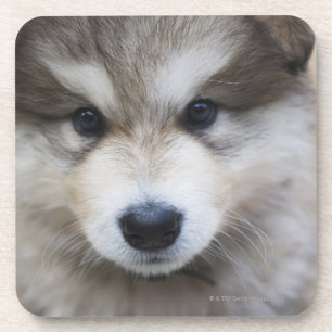 Portret van de puppy bier onderzetter