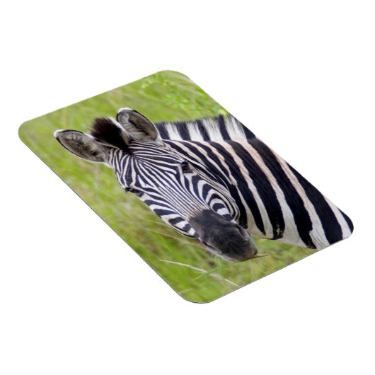 Portret van de Zebra van de vlakten, Hluhluwe-Umfo Magneet (Rechterzijde)